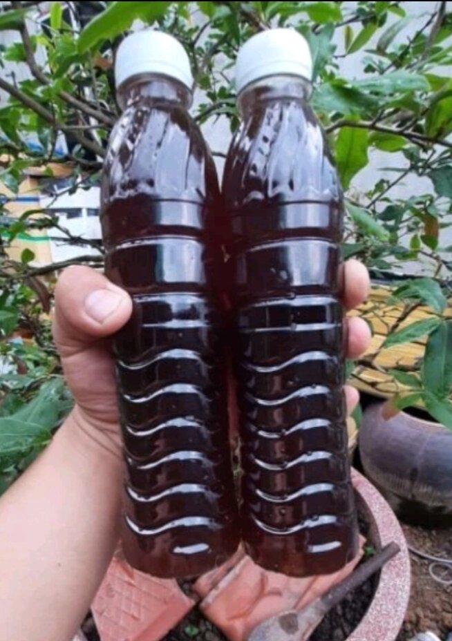 cám thái inve 5/8 hũ 50g