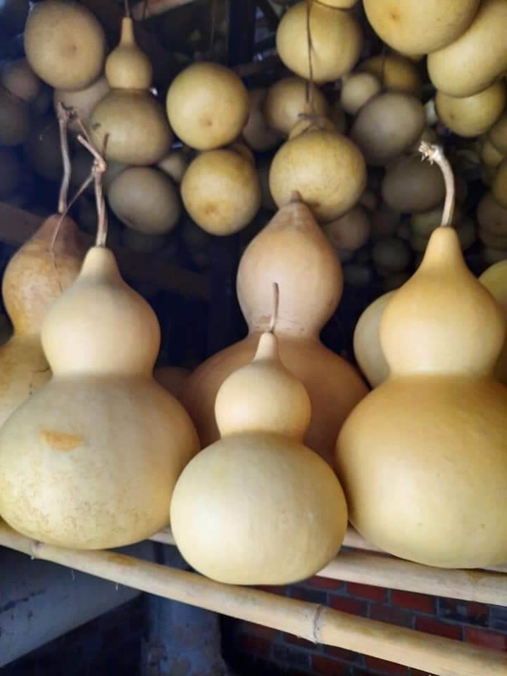 Hồ lô khô 20-24cm