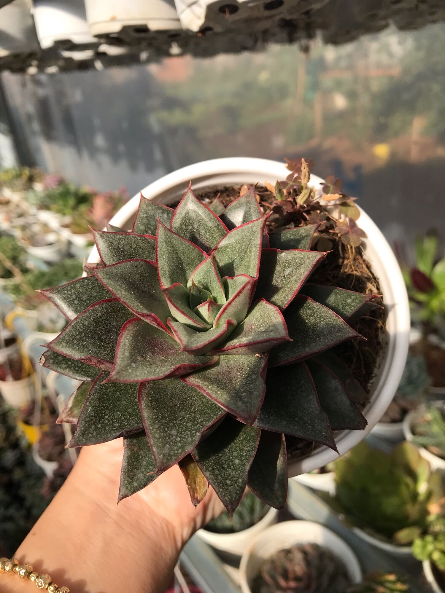 Sen đá hoa hồng đen cute size trung
