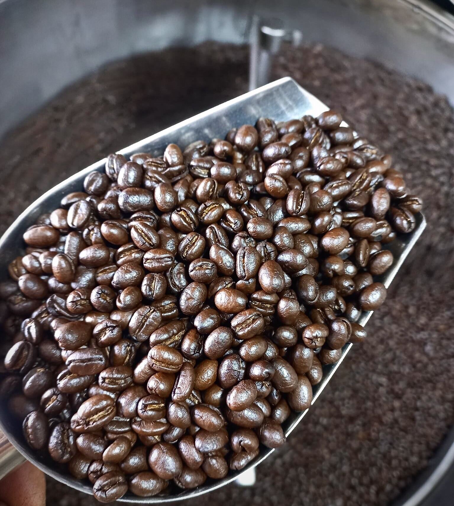 1Kg Cà Phê Hạt CuLi 70% + RoBusTa 30%- Rang Bơ Mix Tỉ Lệ Hạt