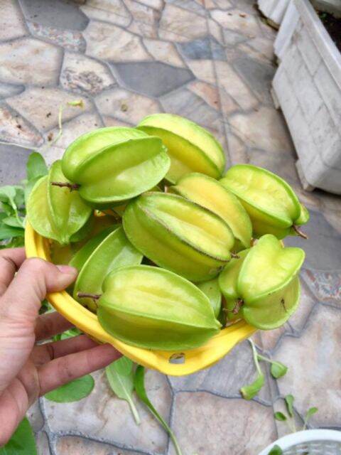 cây khế ngọt cây đẹp