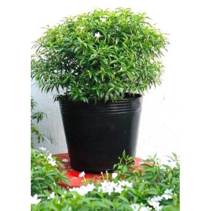 Cây giống mai vạn phúc