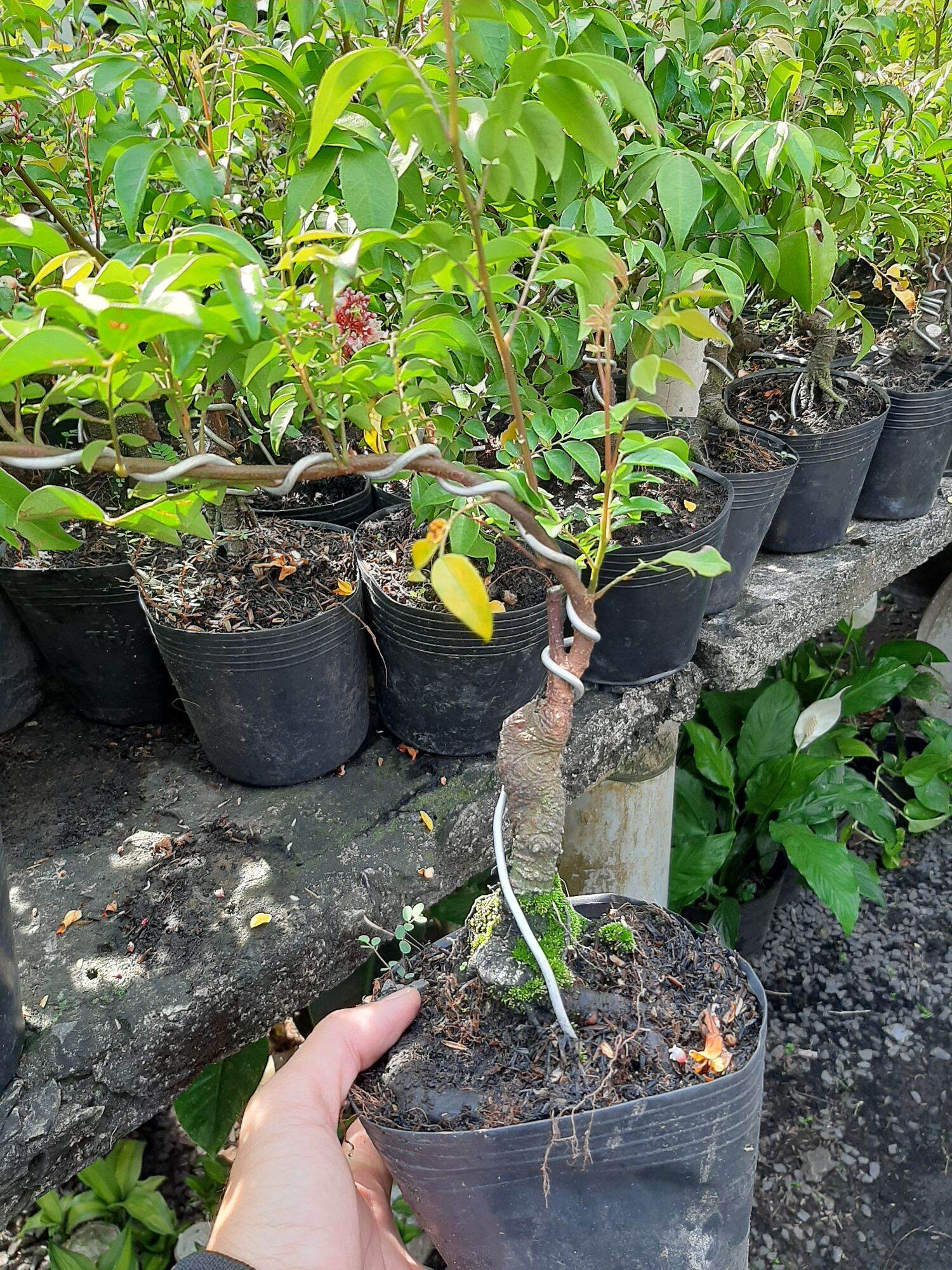 CÂY KHẾ NHẬT MINI GỐC QUÁI