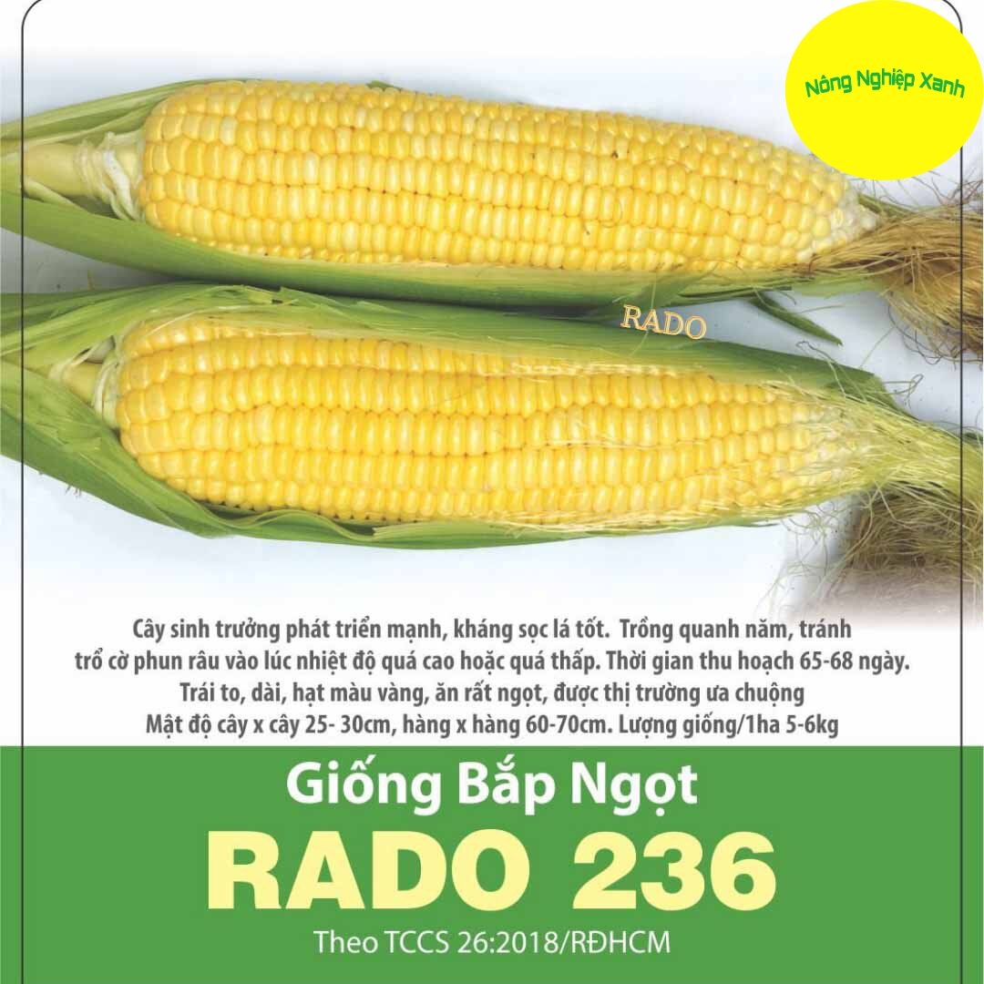 Hạt giống bắp ngọt năng suất cao, thơm ngon