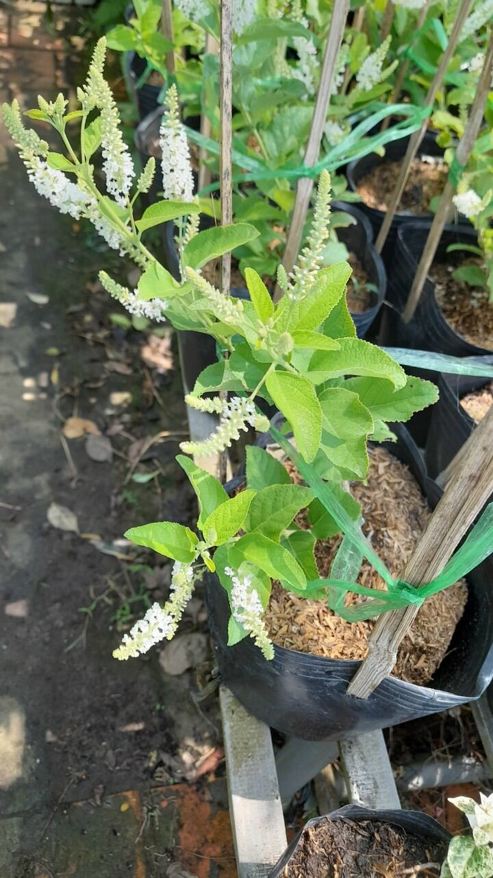 cây bạch trầm hương