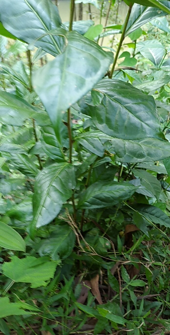 15 cây chè xanh,trà xanh thái nguyên