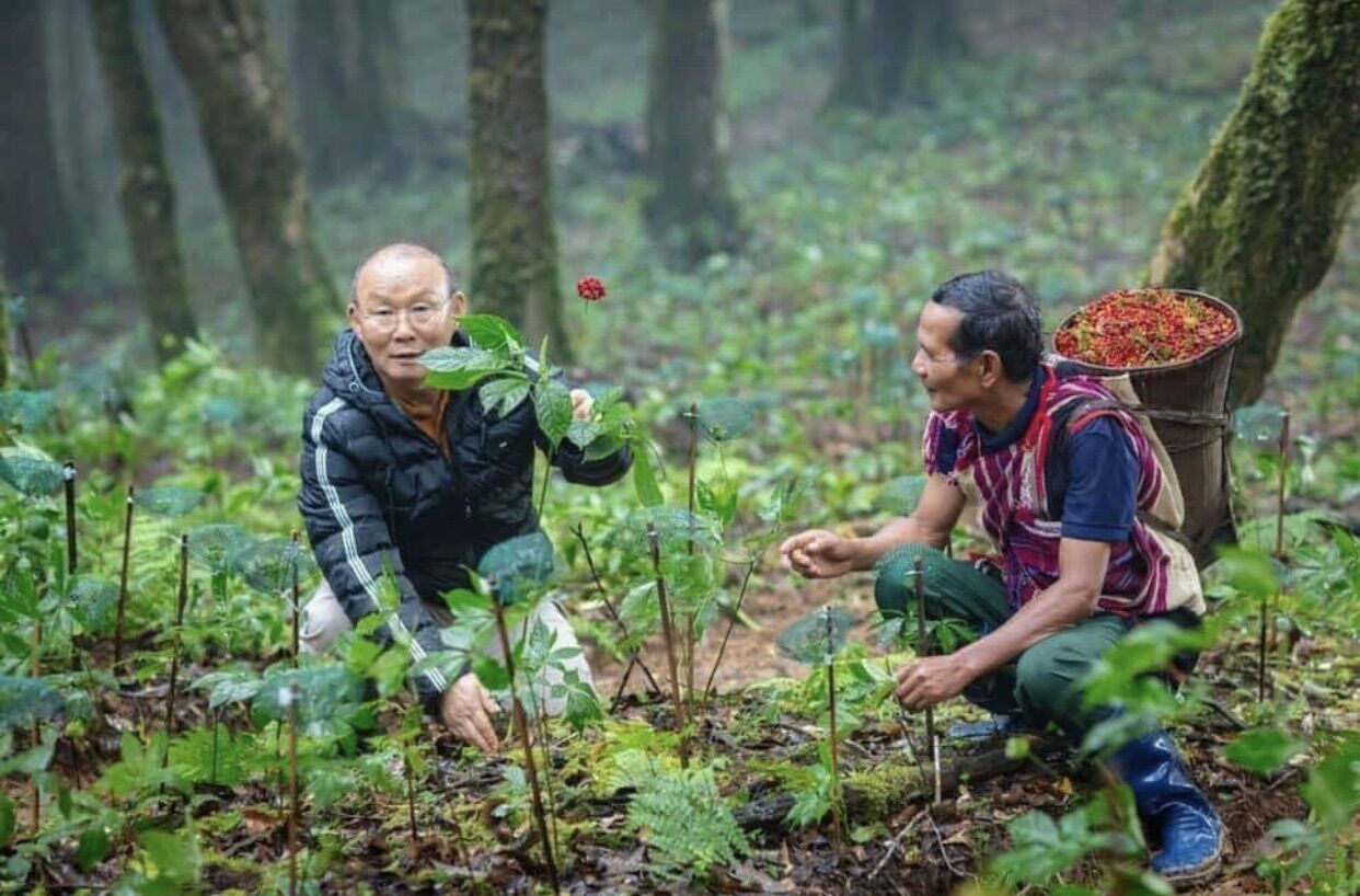 Nụ bao tử tam thất chuẩn Lào Cai ( gói 500g)