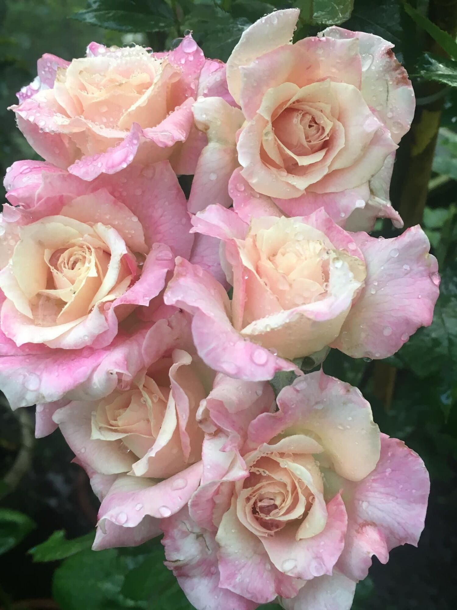 Hoa hồng thân gỗ tree mini Santuary rose