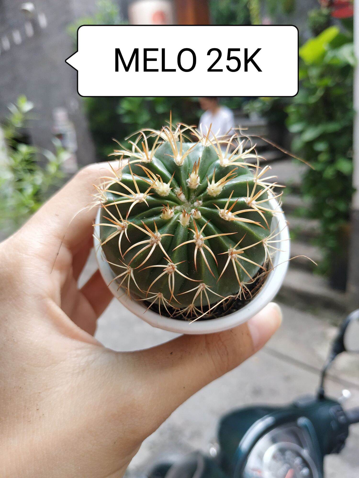 Xương rồng melo