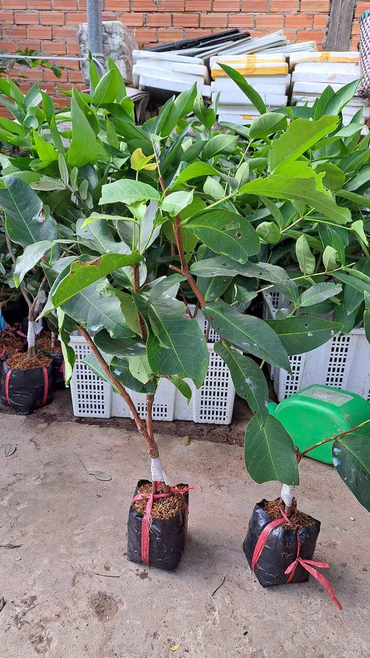 Cây giống mận hồng đào đá