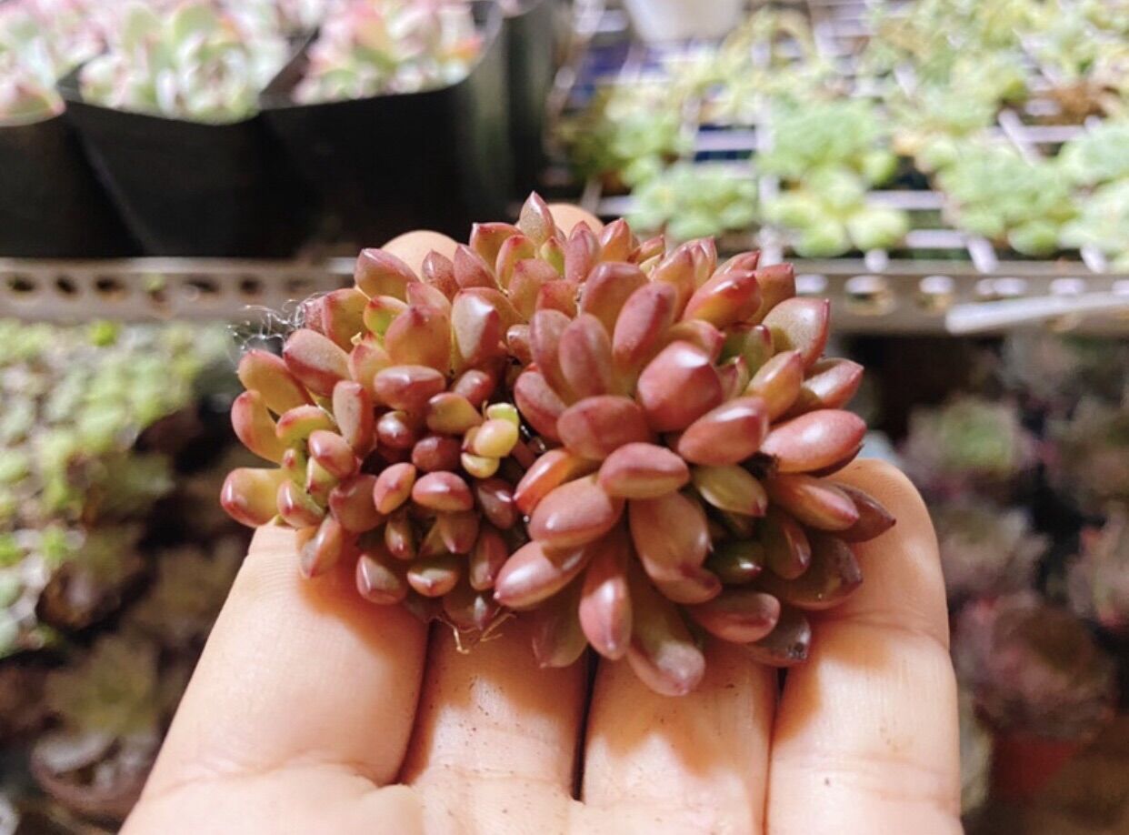 Sen đá ruby đỏ bụi mini nhiều đầu
