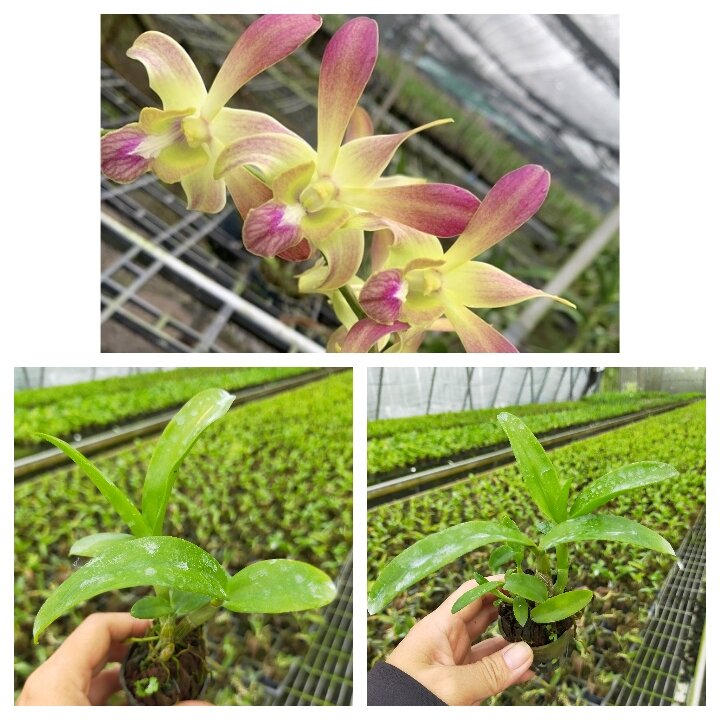 Combo 5 Cây Lan nắng nhiều màu