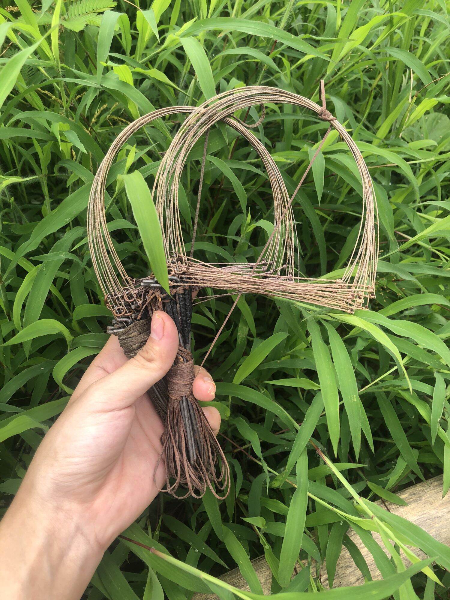 Giò bẫy gà rừng chân thép