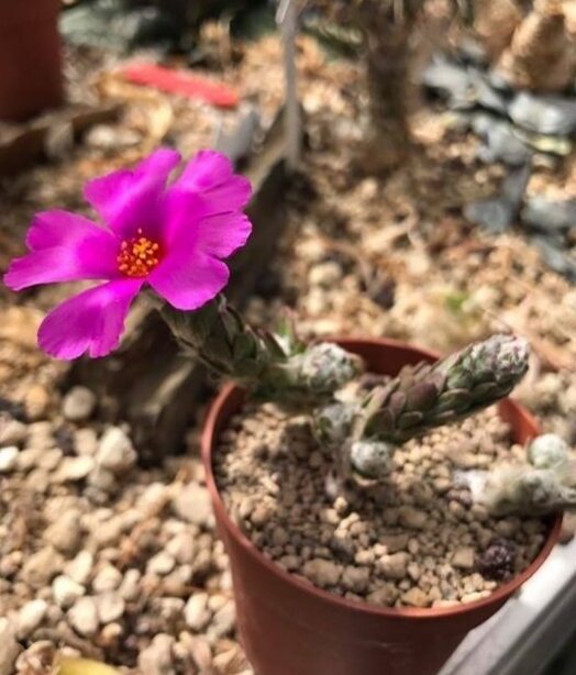 mười giờ Brazil (portulaca werdermannii)