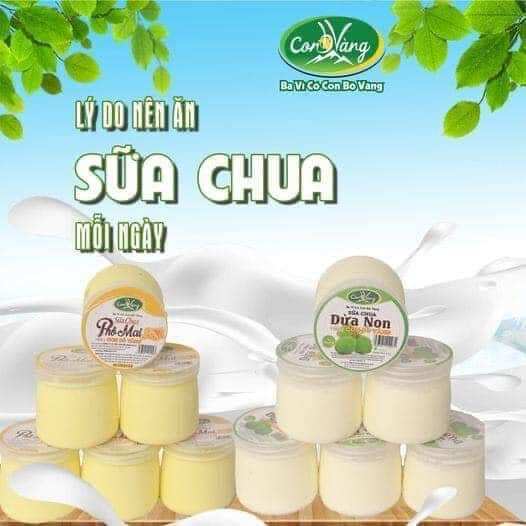 Sữa chua Ba Vì Hiệu Con Bò Vàng