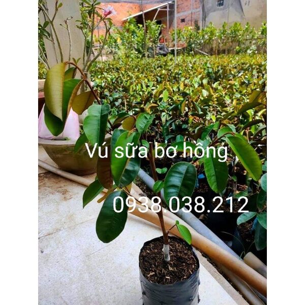CÂY GIỐNG VÚ SỮA BƠ HỒNG