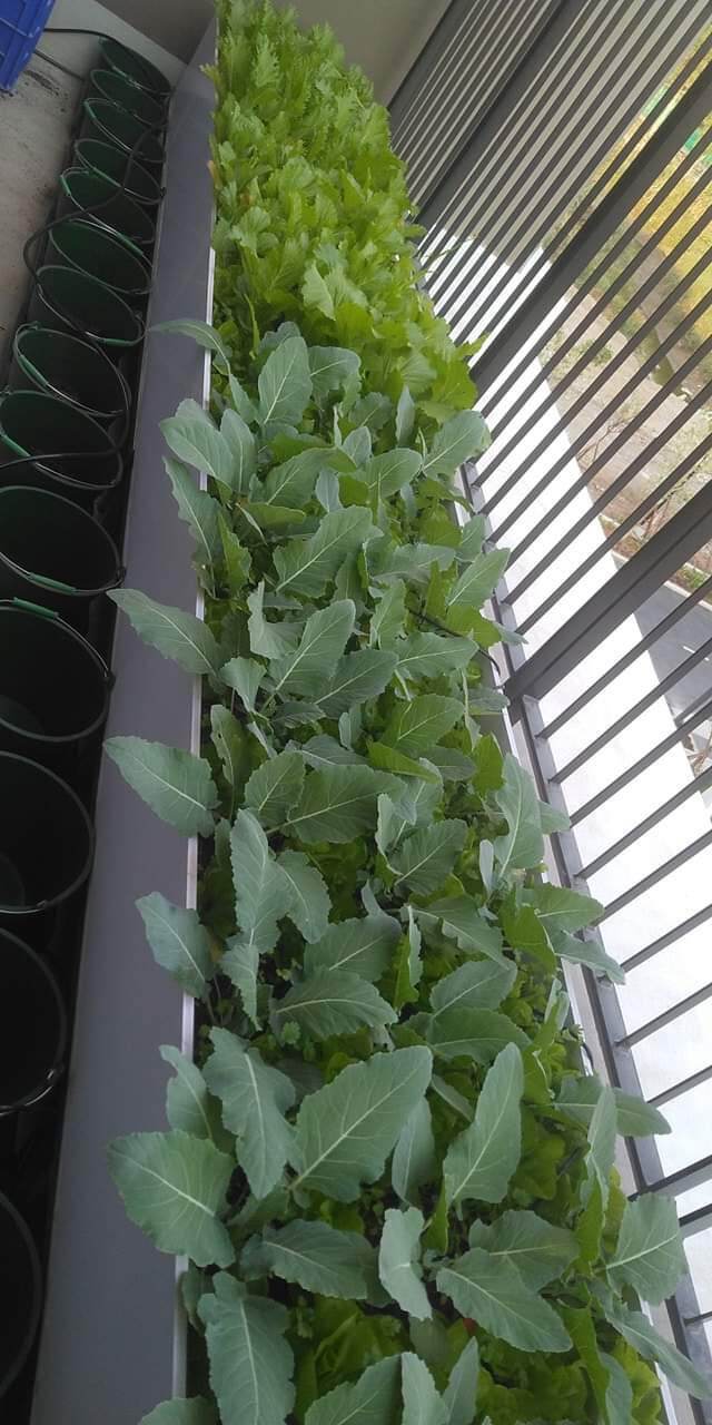 Dinh dưỡng thủy canh bột. Nova isa 20