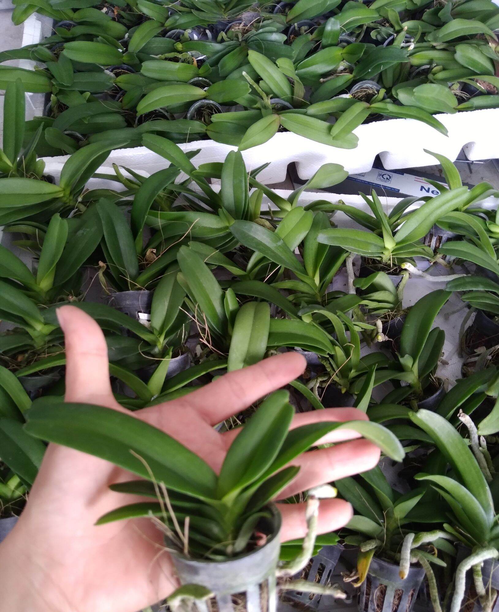 Cb 5 cây giống đai châu (ngọc điểm) thái đủ màu