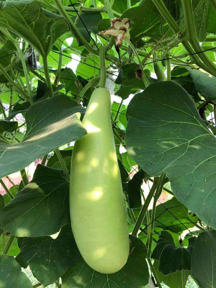 10 Hạt giống bầu xị