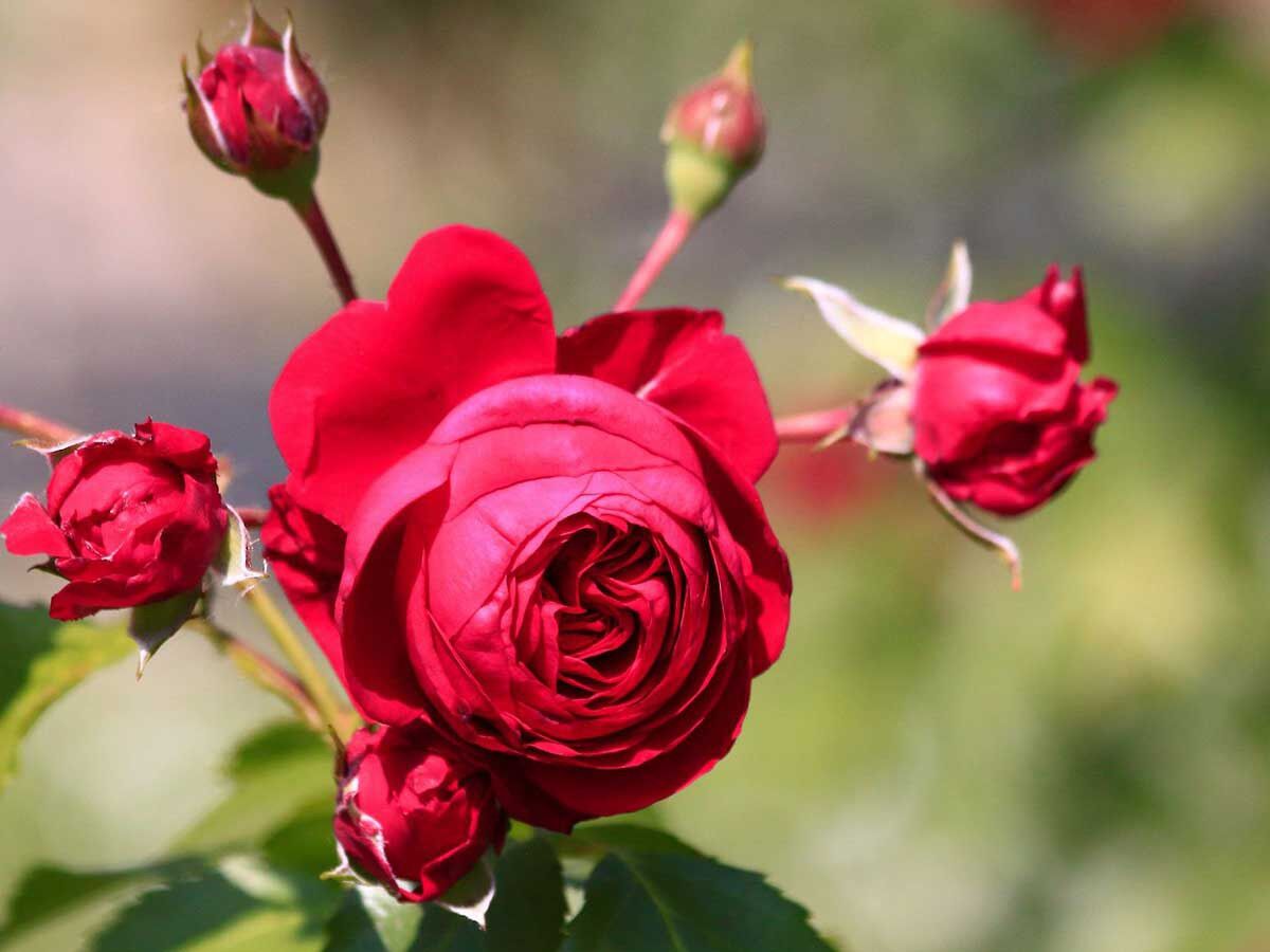 Hoa hồng leo Pháp Red Eden rose - hoa thơm, cây khoẻ