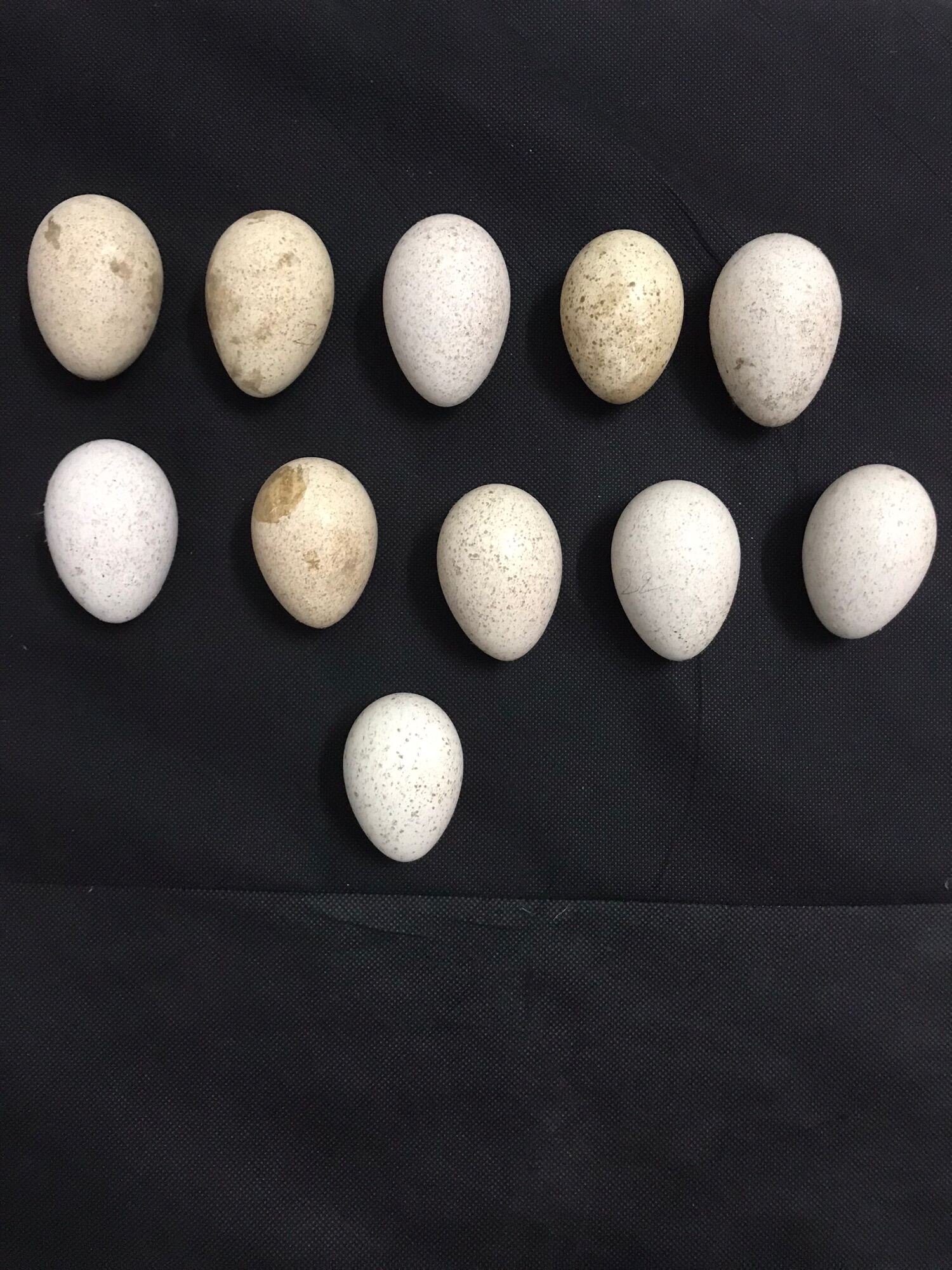 Trứng Gà Tây Huba Giống, Ấp Nở - Vitamin & Chất Bổ Sung Dinh Dưỡng |  Thucungmall.Com