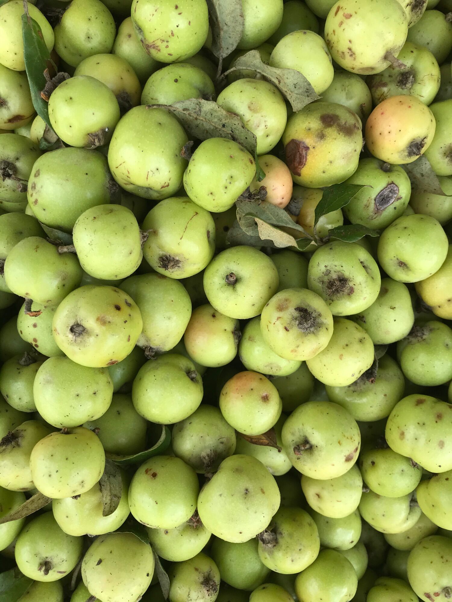 Táo mèo tươi rừng Sìn Hồ ( hộp 5kg)