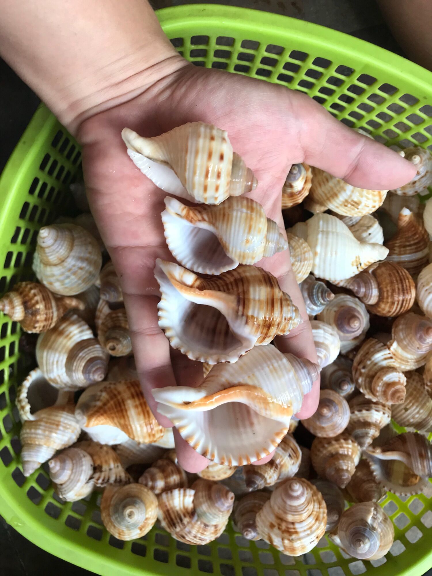 Vỏ ốc size m++