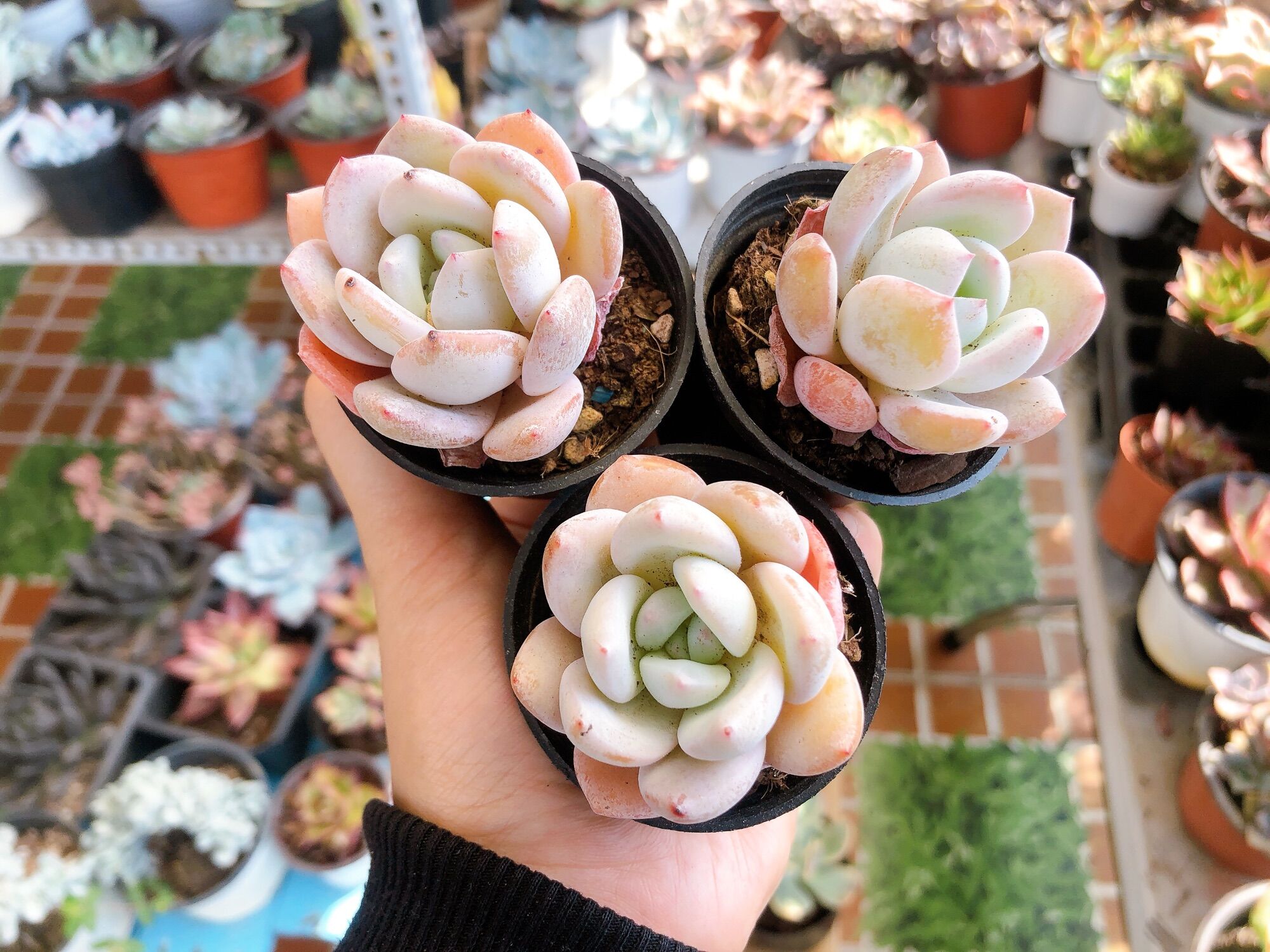Sen đá cá mập size 5/6cm