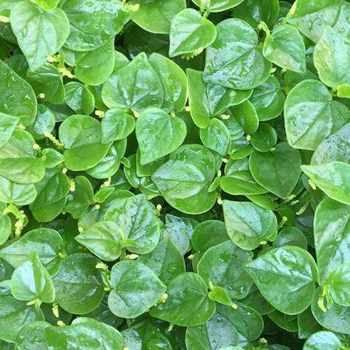 Hạt giống rau càng cua gói 0,5 gram