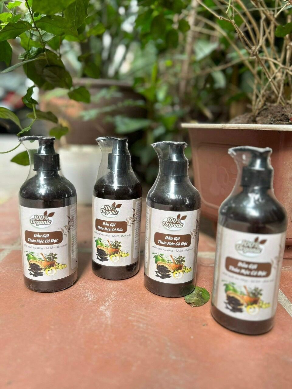 Gội bồ kết cô đặc 500ml