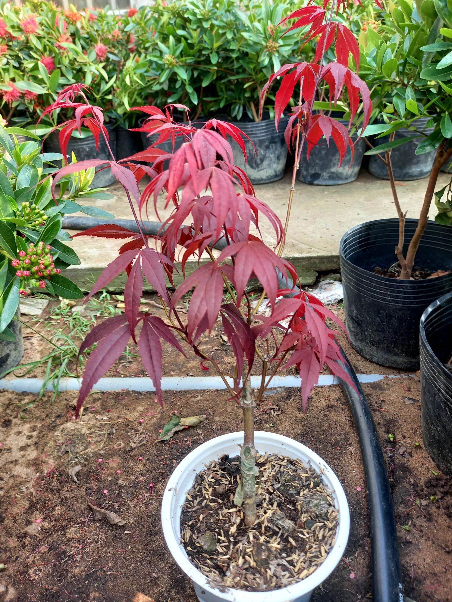 Cây phong lá đỏ