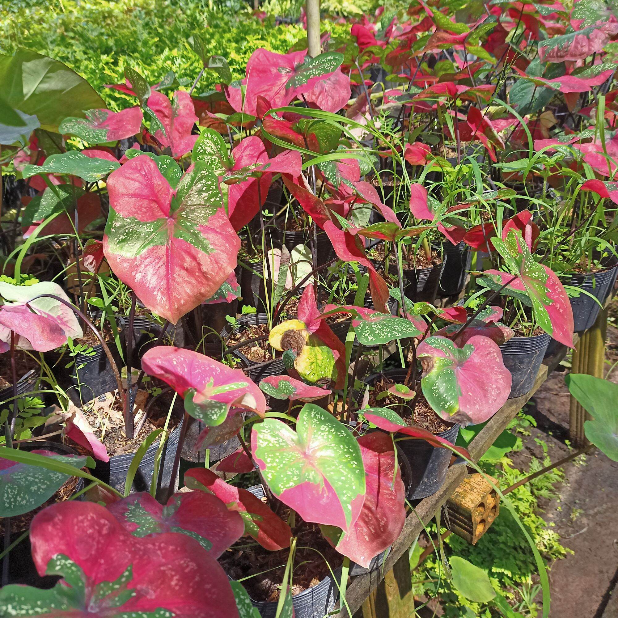Cây môn màu baret caladium- cây decor