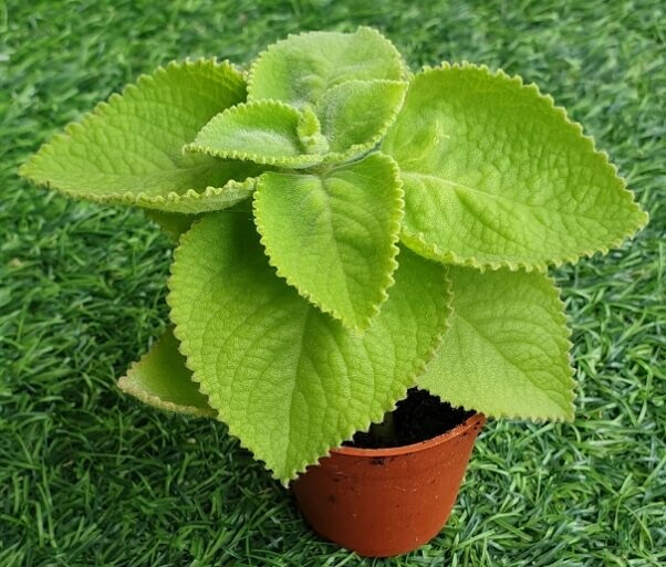 COMBO 2 CÂY HÚNG CHANH (CÂY GIỐNG TẦN DÀY LÁ)