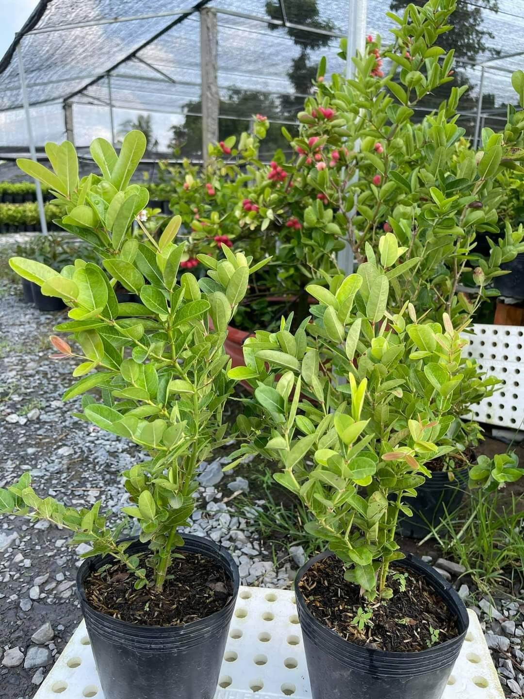 chậu cây siro cao 30 - 70cm
