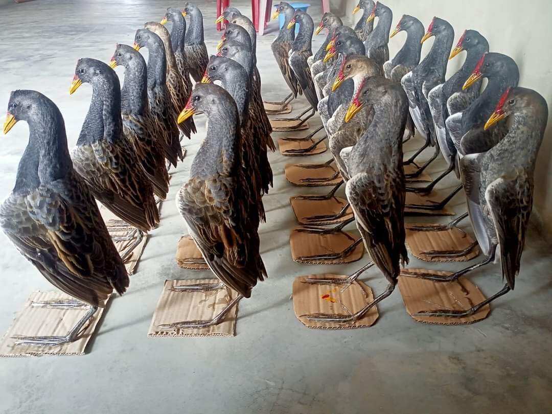 Cúm Núm Trống mồi giả ( gà đồng gà nước)