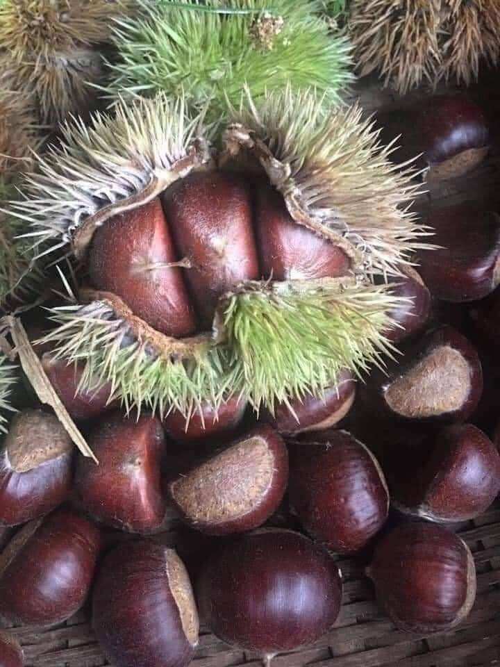Hạt dẻ tươi Điện Biên 1kg