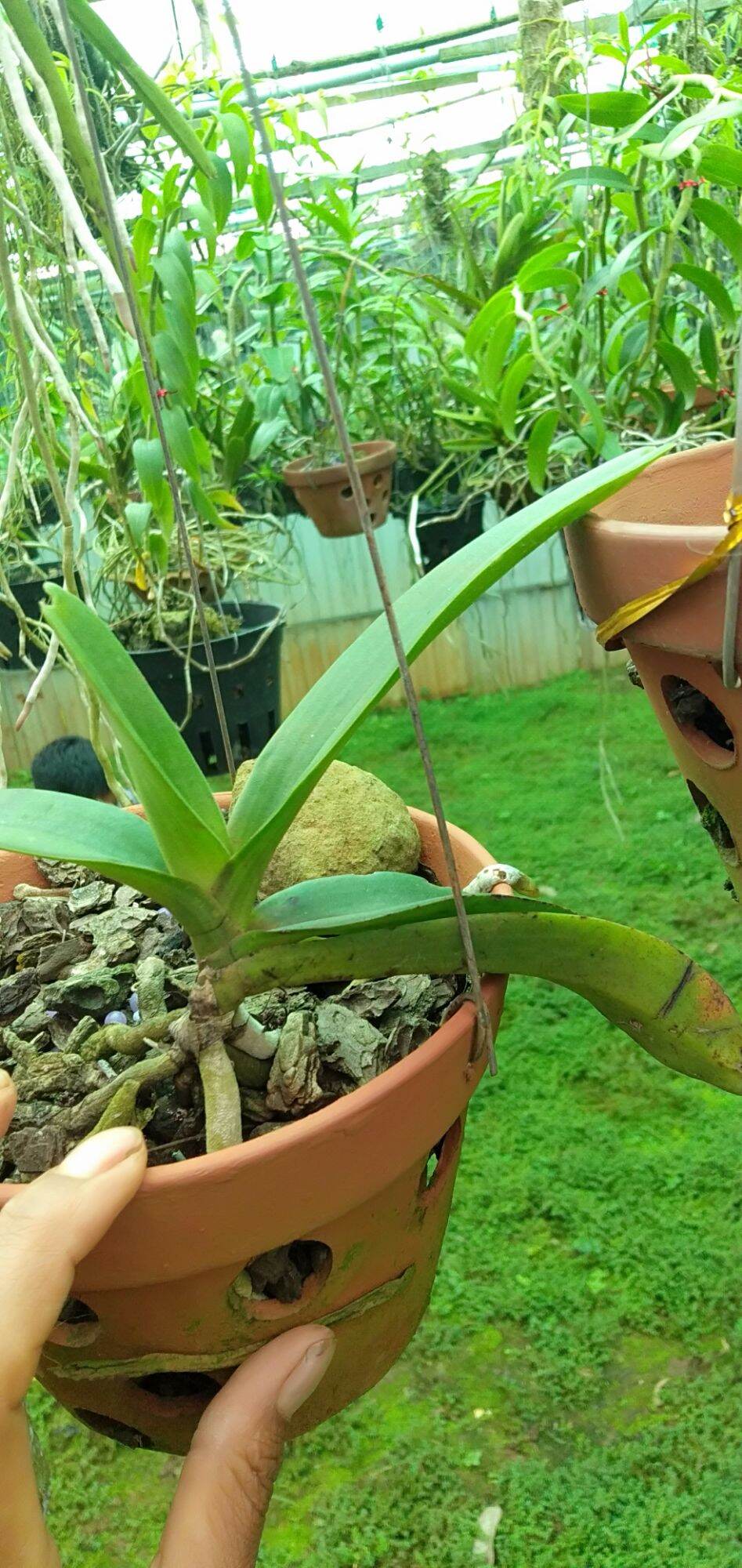 trâu rừng chuẩn  buôn đôn