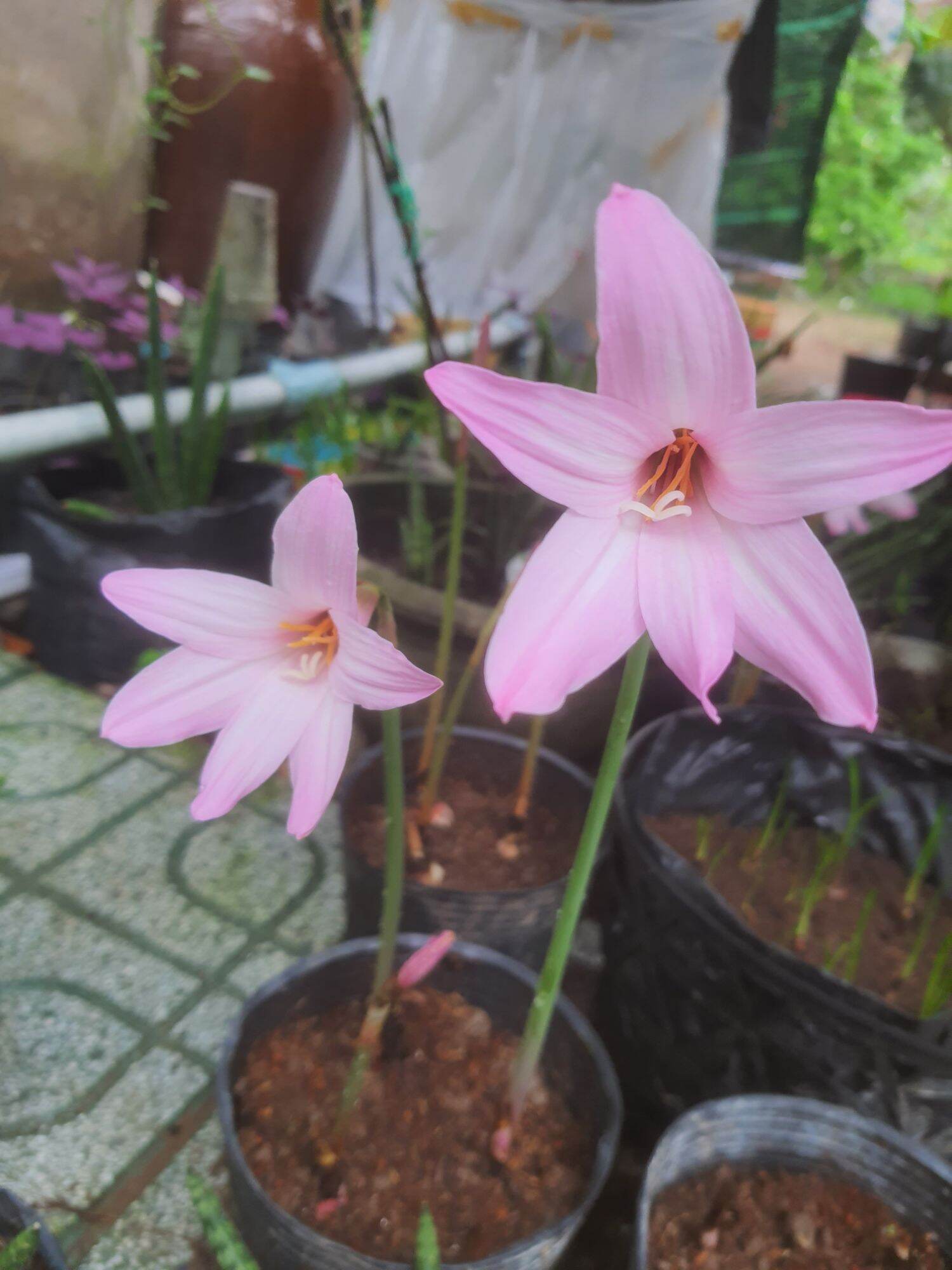 COMBO 3 CỦ HUỆ MƯA CHERRY PINK  BÔNG TO KHỦNG).