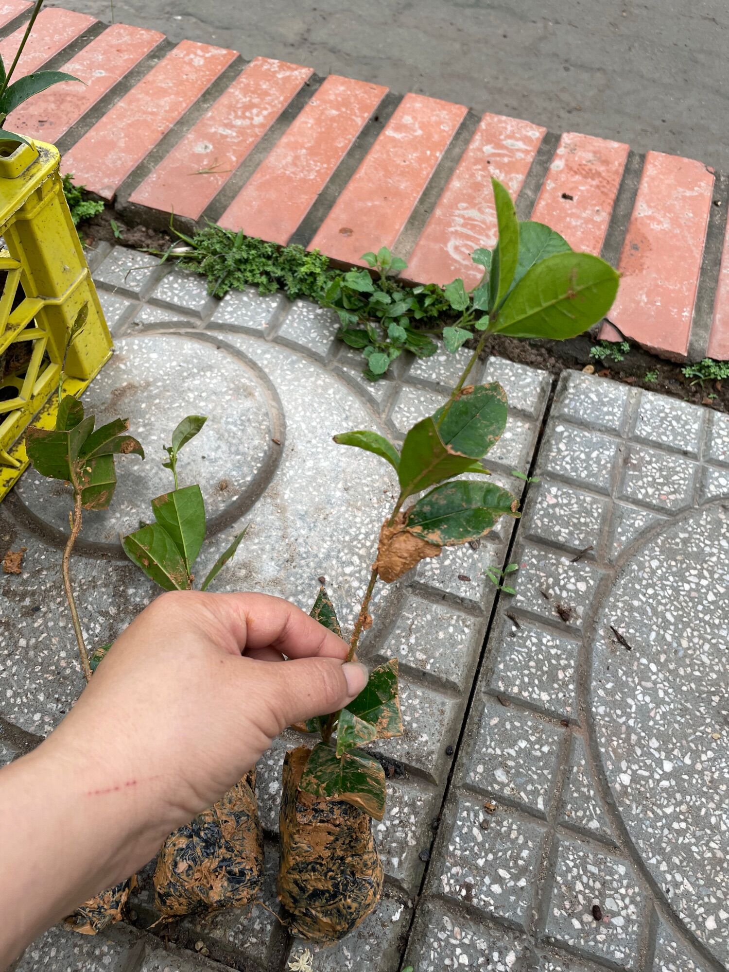 Cây giống mộc hương - Mộc ta