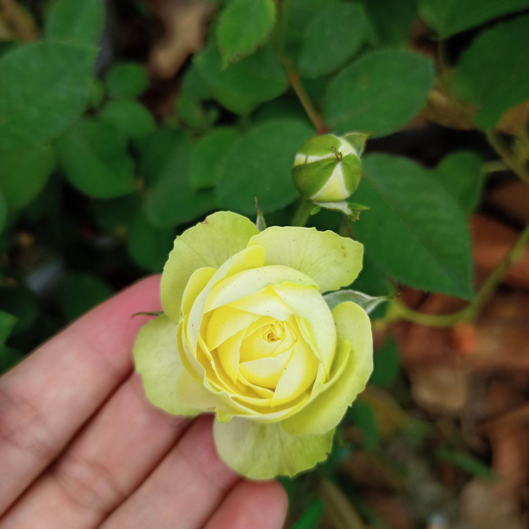 Hoa hồng creamy eden cao từ 40cm