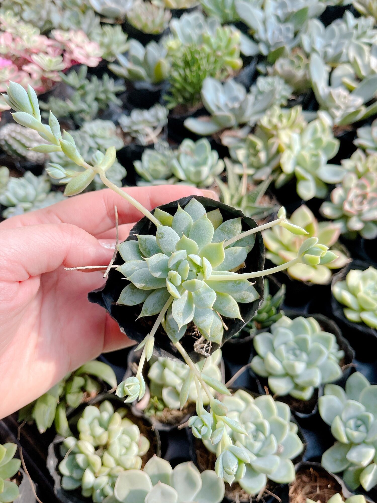 Sen dù kim size bầu 3-5 cm