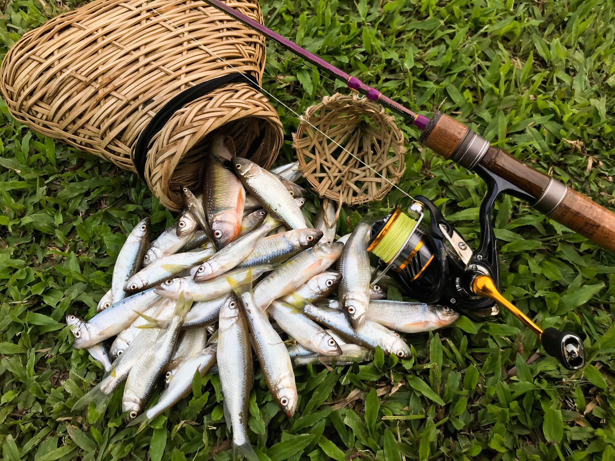 Mồi bọ chuyên câu lure, fly, tenkara