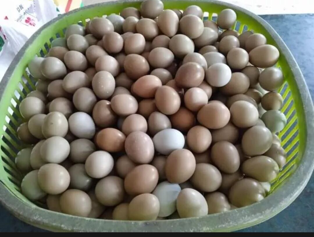 trứng chim trĩ 10 trứng chỉ ăn không ấp được