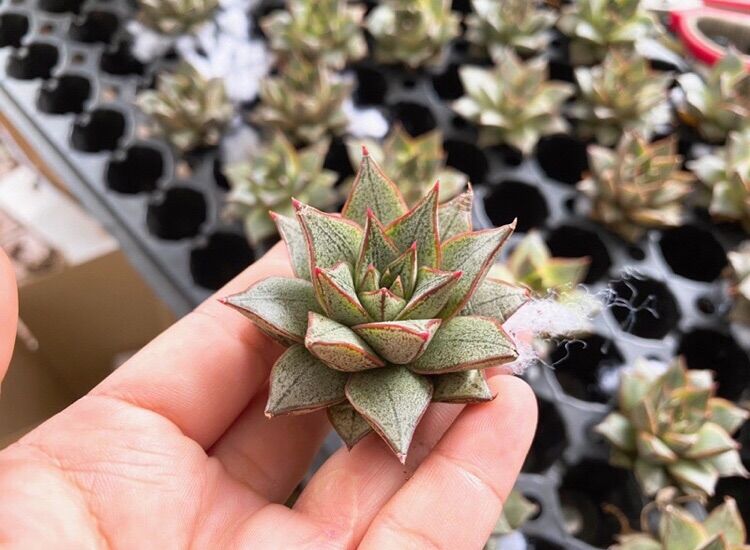 Sen đá hoa hồng trắng size 3-4cm