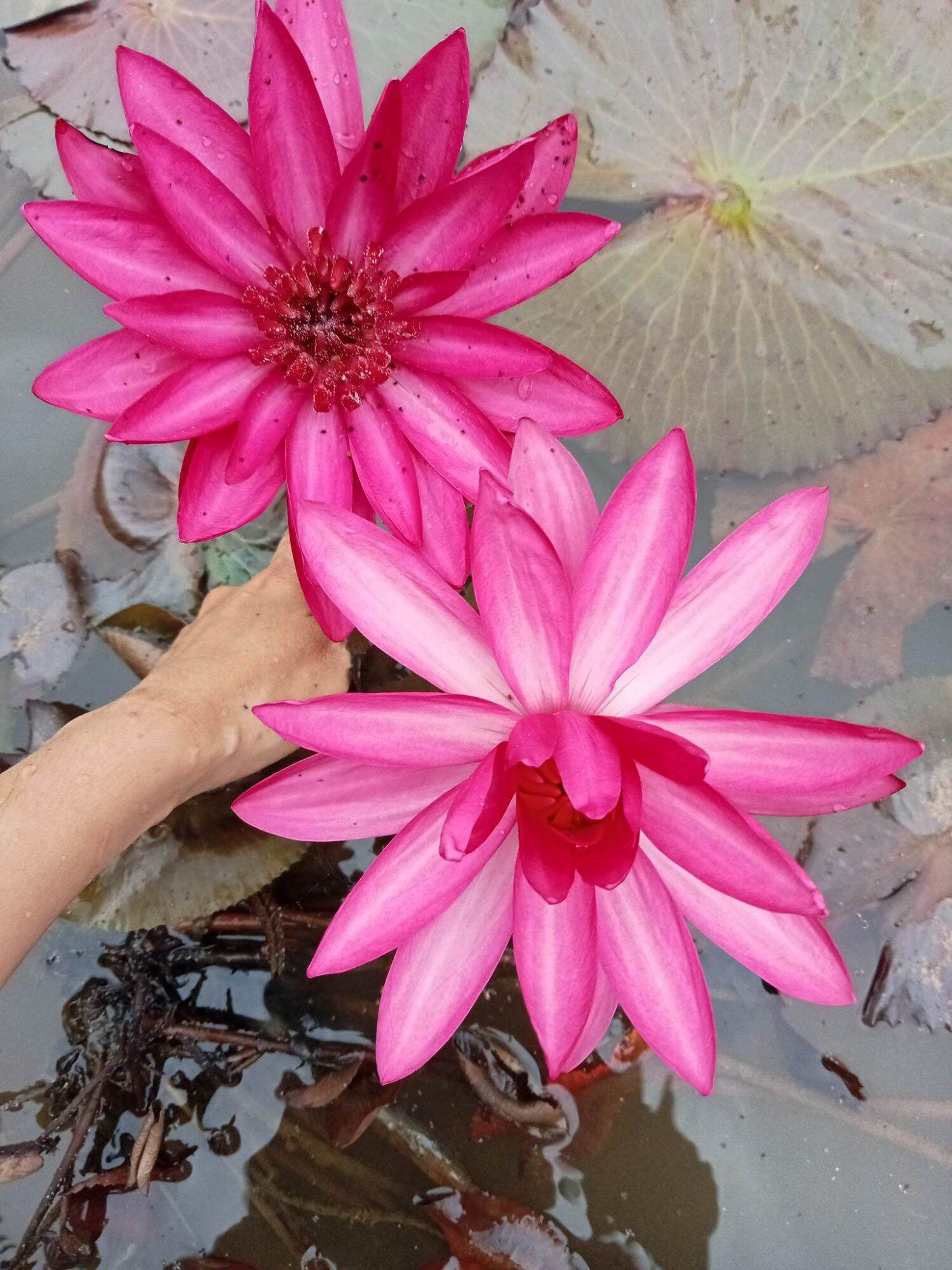 16 củ hoa súng đà lạt ăn ngó