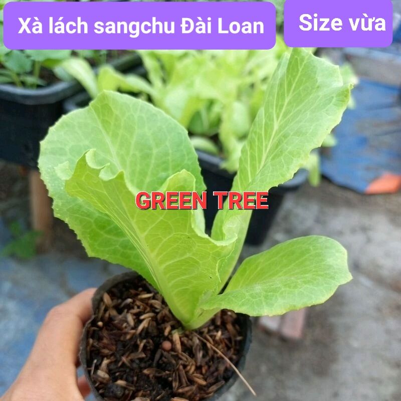 Combo 5cây, 10 cây giống xà lách sangchu Đài Loan