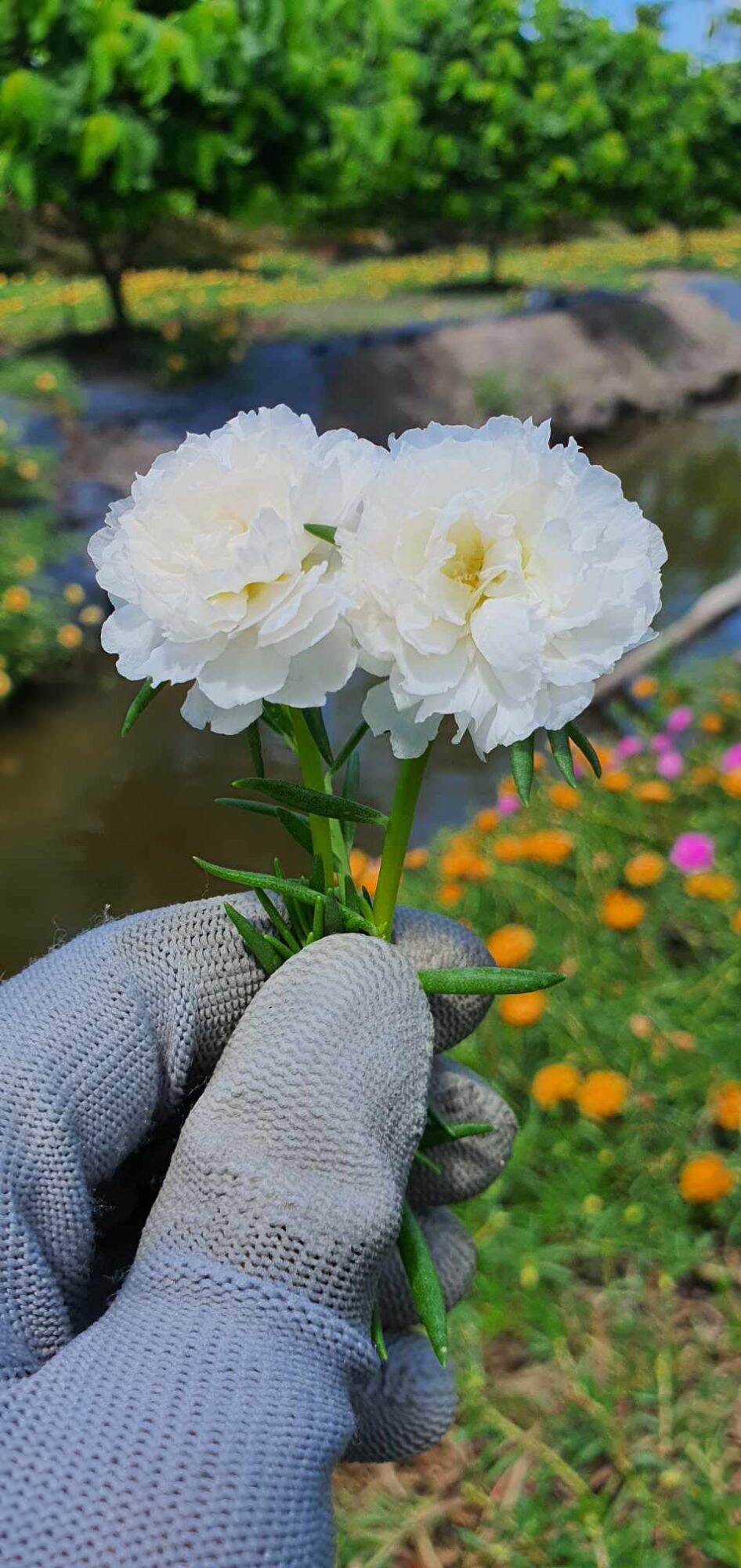 Cành hoa mười giờ trắng 1 ký