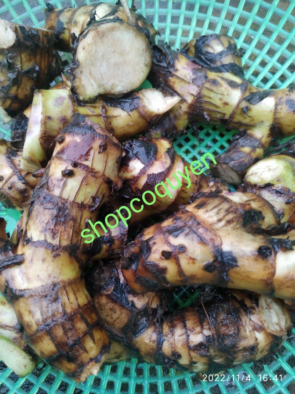 Cây giống cây củ chuối dong riềng đỏ