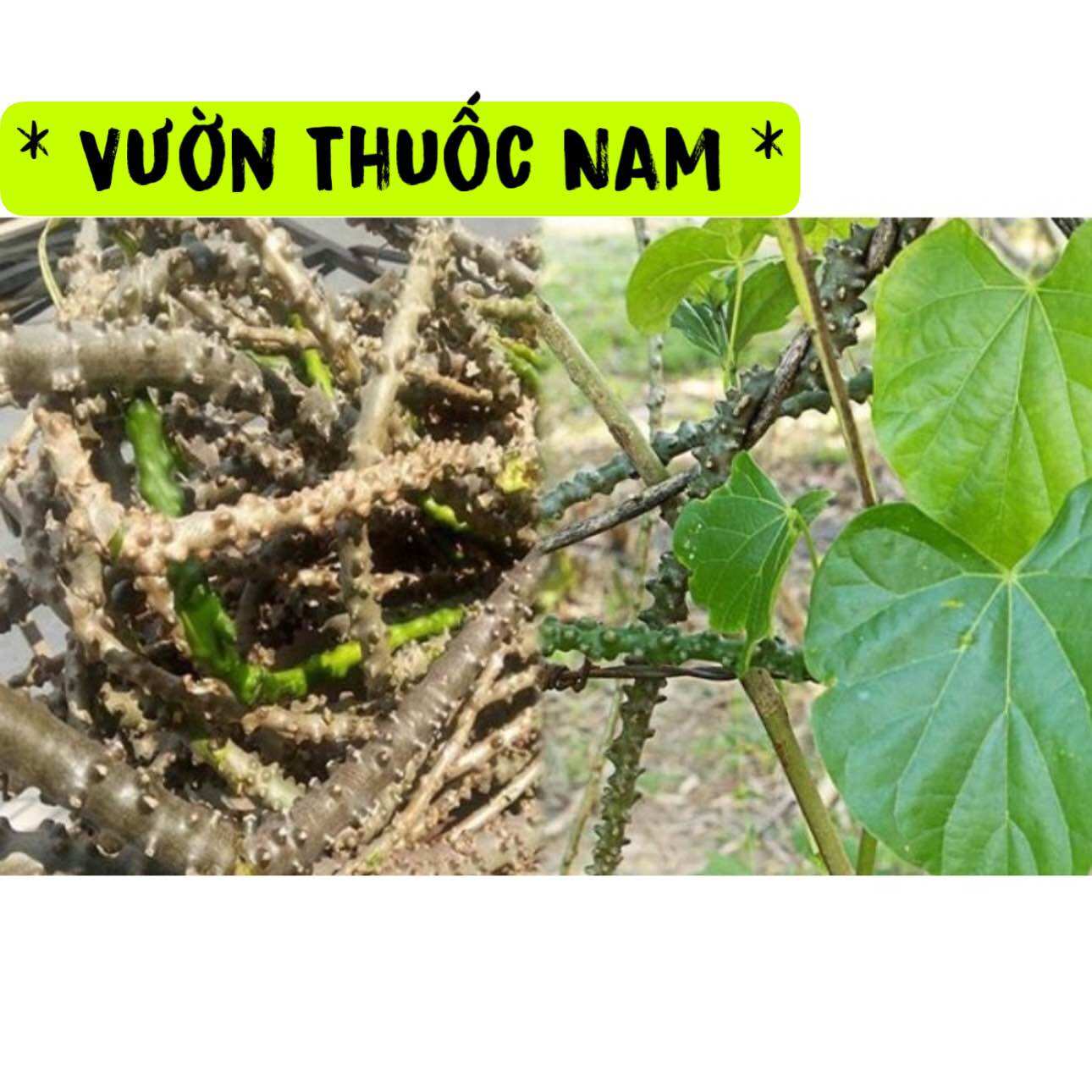 Bầu câu giống cây đau xương,dây thần thông tươi