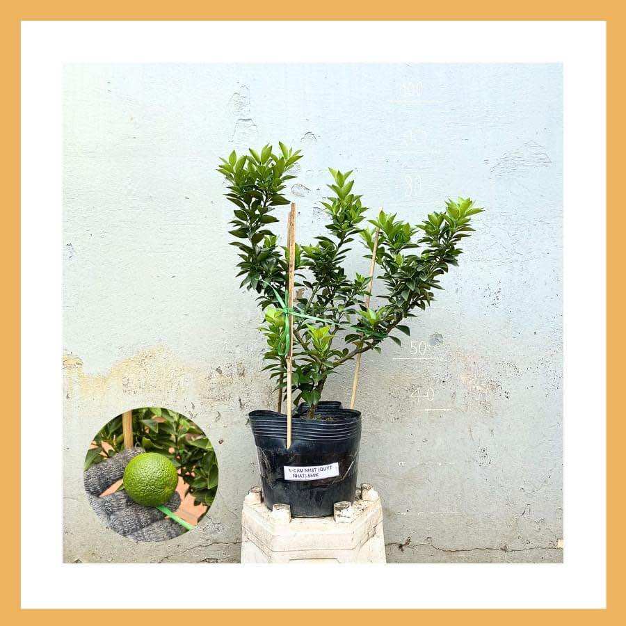 Cây giống cam nhật (1cây trồng chậu OK)